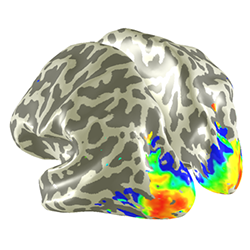 We’re hiring! Postdoc position for collaborative 7T fMRI project with Spinoza Center Amsterdam
