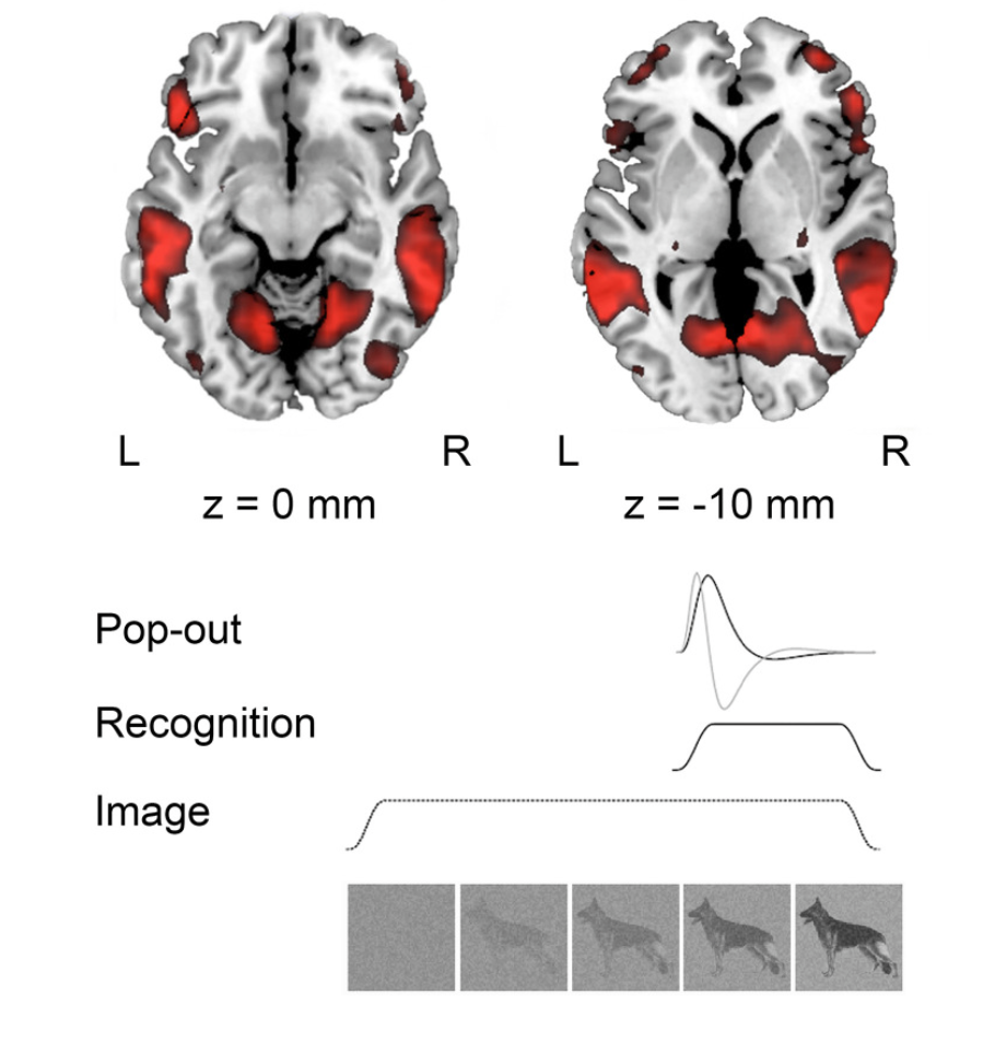 Lateral and Medial Ventral Occipitotemporal Regions Interact During the Recognition of Images Revealed from Noise