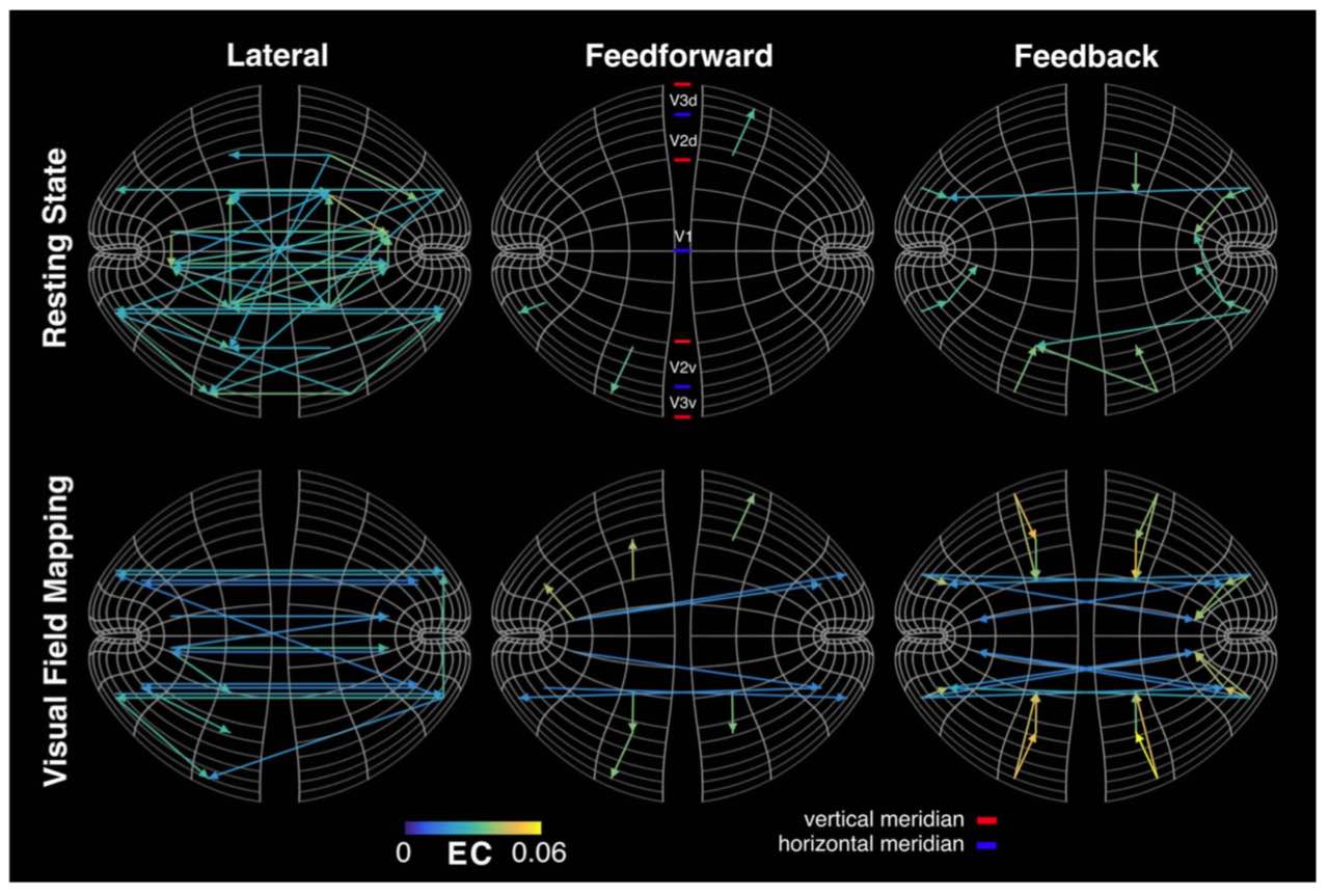 Go with the flow! – Visual Neuroscience