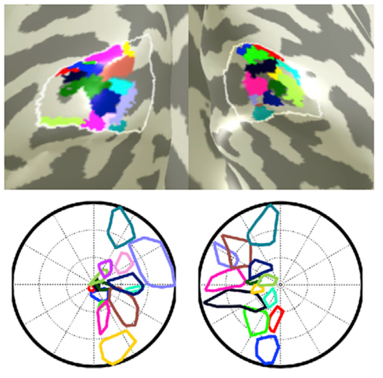 Clusters in visual cortex