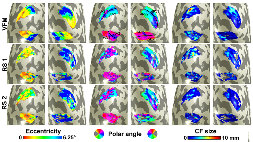 Organisation of visual cortex from resting state – visuotopic maps